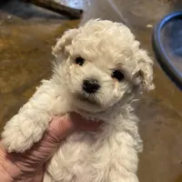 Cody, a male Maltipoo for sale in Granbury, TX – Photo 2 of 5