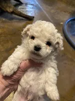 Cody, a male Maltipoo for sale in Granbury, TX – Photo 2 of 2