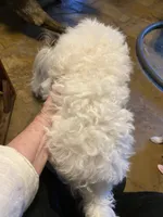 Cody, a male Maltipoo for sale in Granbury, TX – Photo 4 of 5