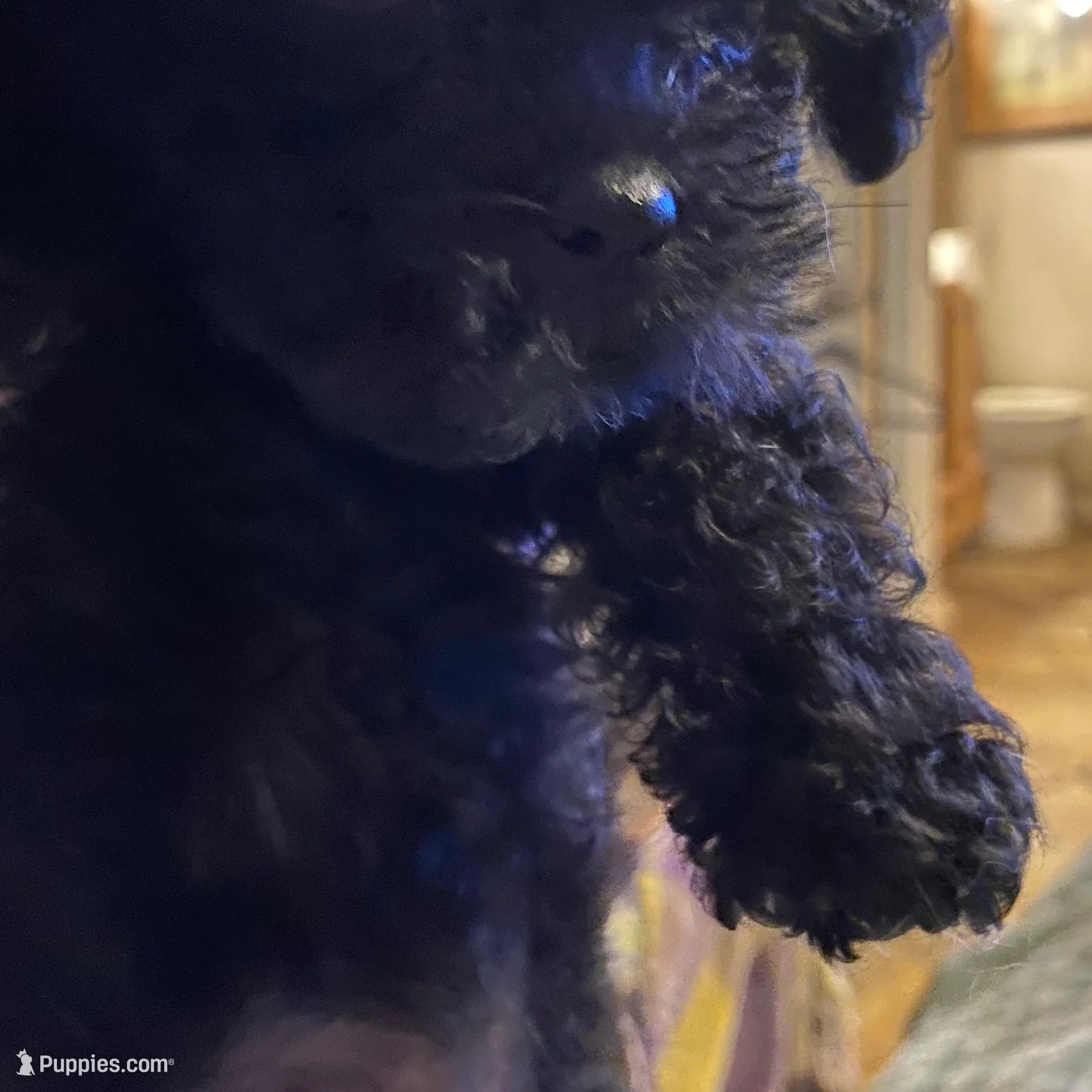 Gizmo, a male Maltipoo for sale in Granbury, TX – Photo 2 of 2