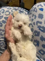 Gigi, a female Maltipoo for sale in Granbury, TX – Photo 3 of 3