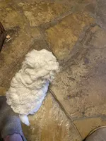 Gigi, a female Maltipoo for sale in Granbury, TX – Photo 2 of 3