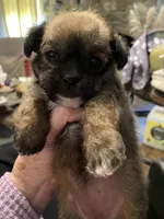 Bailey, a female Maltipoo for sale in Granbury, TX – Photo 1 of 4