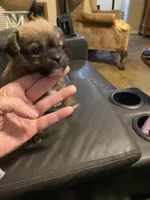 Bailey, a female Maltipoo for sale in Granbury, TX – Photo 4 of 4