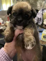 Bailey, a female Maltipoo for sale in Granbury, TX – Photo 3 of 4