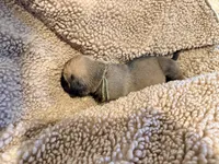 Fawn m sage collar, a male English Mastiff for sale in Peyton, CO – 5 of 6