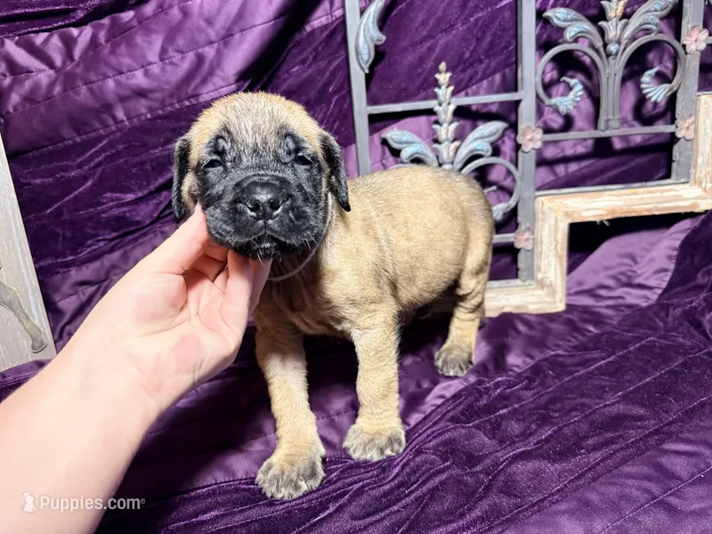 Gray collar fawn m – English Mastiff puppy for sale in Peyton, CO
