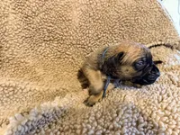 Apricot m, a male English Mastiff for sale in Peyton, CO – 3 of 7