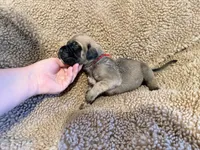 Red collar Fawn male , a male English Mastiff for sale in Peyton, CO – 6 of 6