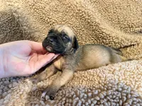 No collar fawn f , a female English Mastiff for sale in Peyton, CO – 4 of 6