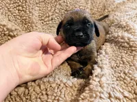 Magenta and pink braided collar apricot female , a female English Mastiff for sale in Peyton, CO – 5 of 6