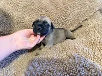 Red collar Fawn male , a male English Mastiff for sale in Peyton, CO – 5 of 6