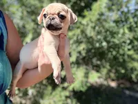 Red collar maskless fawn  female ready now , a female Pug for sale in Peyton, CO – 6 of 10