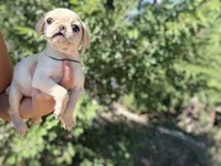 Green collar white female , a female Pug for sale in Peyton, CO – 10 of 10
