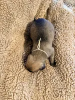 Yellow collar fawn m, a male English Mastiff for sale in Peyton, CO – 6 of 6