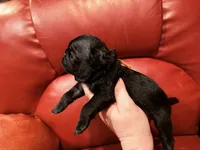 Orange collar Black m, a male Pug for sale in Peyton, CO – 8 of 10