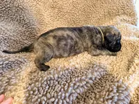 Brindle male , a male English Mastiff for sale in Peyton, CO – 8 of 10