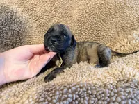 Brindle male , a male English Mastiff for sale in Peyton, CO – 2 of 10