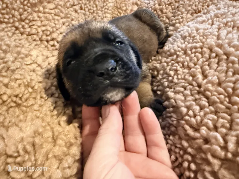 Yellow collar fawn m – English Mastiff puppy for sale in Peyton, CO