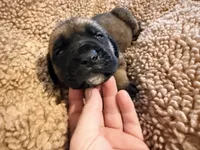 Yellow collar fawn m, a male English Mastiff for sale in Peyton, CO – 1 of 6