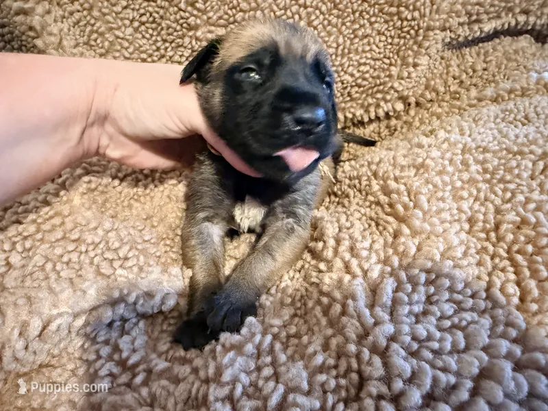 Pink collar fawn f  – English Mastiff puppy for sale in Peyton, CO