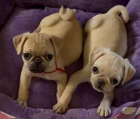 Red collar maskless fawn  female ready now , a female Pug for sale in Peyton, CO – 5 of 10
