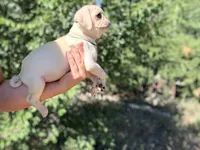 Green collar white female , a female Pug for sale in Peyton, CO – 9 of 10