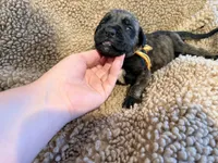 Brindle male , a male English Mastiff for sale in Peyton, CO – 3 of 10