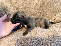 Brindle male , a male English Mastiff for sale in Peyton, CO – 5 of 10