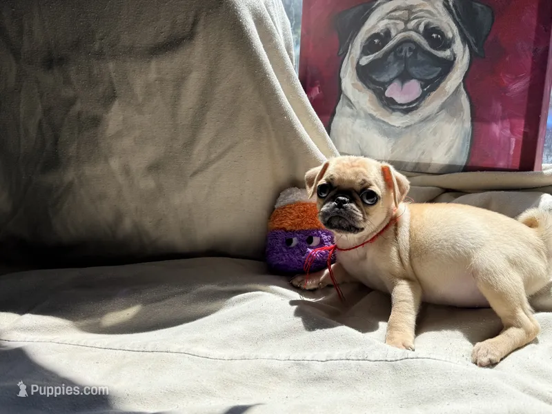 Red collar maskless fawn  female ready now  – Pug puppy for sale in Peyton, CO