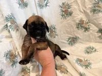 Green collar fawn m, a male English Mastiff for sale in Peyton, CO – 5 of 6