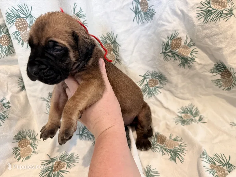 Red collar Fawn male  – English Mastiff puppy for sale in Peyton, CO