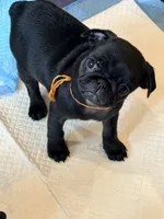 Ready today Orange collar Black m, a male Pug for sale in Peyton, CO – 8 of 10