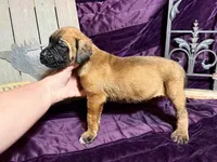 Magenta and pink braided collar apricot female , a female English Mastiff for sale in Peyton, CO – 3 of 10