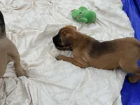 Magenta and pink braided collar apricot female , a female English Mastiff for sale in Peyton, CO – 9 of 10