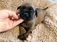 Magenta and pink braided collar apricot female , a female English Mastiff for sale in Peyton, CO – 2 of 6