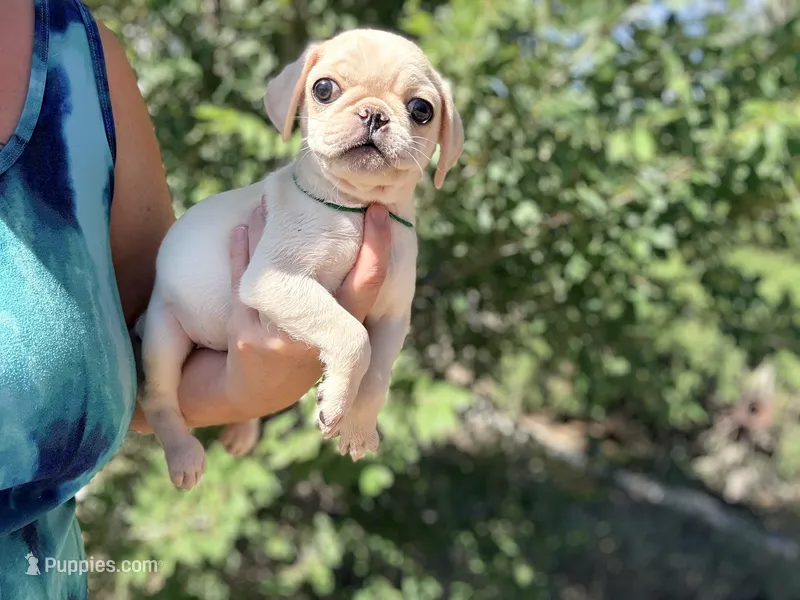 Green collar white female  – Pug puppy for sale in Peyton, CO