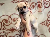Red collar maskless fawn  female ready now , a female Pug for sale in Peyton, CO – 6 of 6