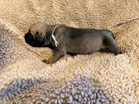 Gray collar fawn m, a male English Mastiff for sale in Peyton, CO – 5 of 6
