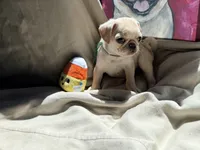Green collar white female , a female Pug for sale in Peyton, CO – 4 of 4