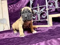 No collar fawn male white toes , a male English Mastiff for sale in Peyton, CO – 3 of 7