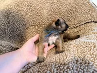 Apricot m, a male English Mastiff for sale in Peyton, CO – 5 of 7