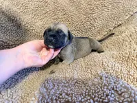 Red collar Fawn male , a male English Mastiff for sale in Peyton, CO – 4 of 6