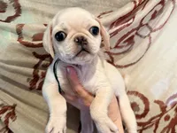 Ready to go now green collar white female, a female Pug for sale in Peyton, CO – 4 of 5