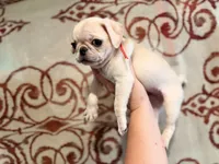 Magenta collar white female , a female Pug for sale in Peyton, CO – 4 of 5