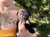 Ready today Sage collar , a male Pug for sale in Peyton, CO – 4 of 10