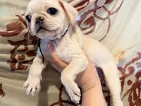 Ready to go now green collar white female, a female Pug for sale in Peyton, CO – 5 of 5