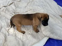 Magenta and pink braided collar apricot female , a female English Mastiff for sale in Peyton, CO – 10 of 10