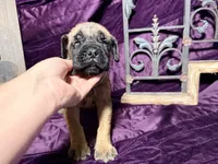 Gray collar fawn m, a male English Mastiff for sale in Peyton, CO – 10 of 10