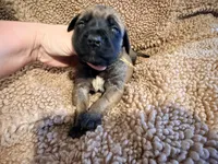 Pink collar fawn f , a female English Mastiff for sale in Peyton, CO – 2 of 6